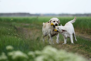 Yazın koşan iki sarı labrador av köpeği.