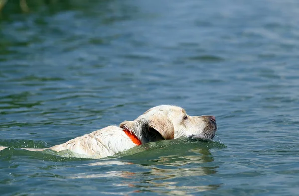 Beau Labrador Jaune Récupérateur Été Nageant Dans Lac — Photo
