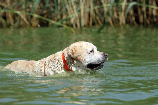 Beau Labrador Jaune Récupérateur Été Nageant Dans Lac — Photo