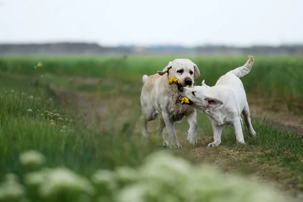 Dois Agradável Amarelo Labrador Retriever Verão Campo Correndo — Fotografia de Stock