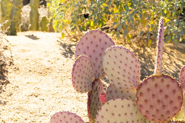 Beaver tail cactus in southern california desert with copy space — Stock Photo, Image