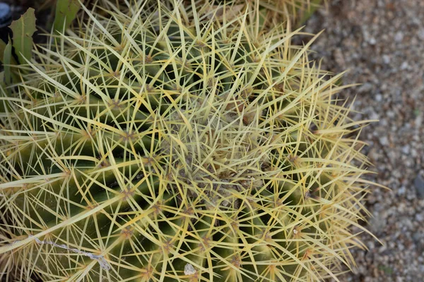 Close up of yellow and green barrel cactus — Stock Photo, Image