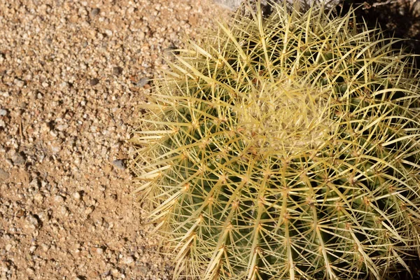 Close up of yellow and green barrel cactus in southern california desert, copy space — Stock Photo, Image