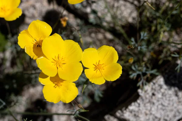 Жовтий золотий польовий цвіт (Каліфорнія). — стокове фото