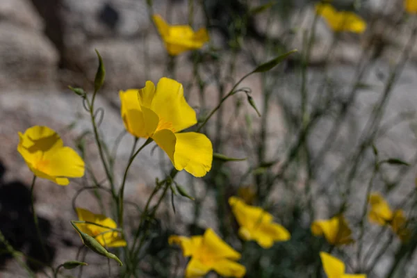 Жовтий золотий польовий цвіт (Каліфорнія). — стокове фото