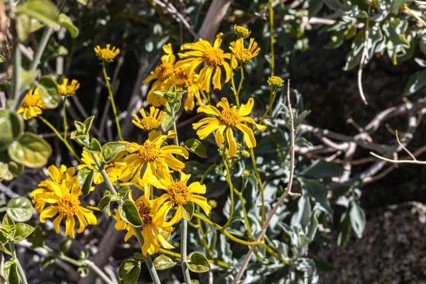 Flor silvestre del desierto del suroeste de arbusto quebradizo de oro amarillo de cerca con follaje — Foto de Stock