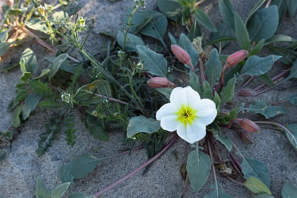 Onagra de dunas, cuatro pétalos blancos grandes, centro amarillo, flor salvaje del desierto del sur de California en primavera, parque Anza Borrego — Foto de Stock