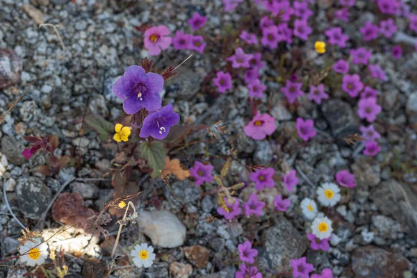 Sudoeste de primavera flores silvestres estrella del desierto, campanas de Canterbury, magenta estera púrpura, ubicación Anza Borrego, Joshua Tree State Park, sur de California — Foto de Stock