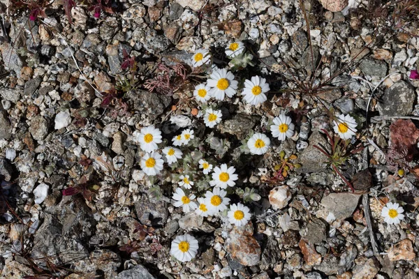 Southwest springtime wildflowers desert star, cheerful, fun, daisy, overcoming adiversity in challenging conditions, location Anza Borrego, Joshua Tree state park, southern California — Stock Photo, Image