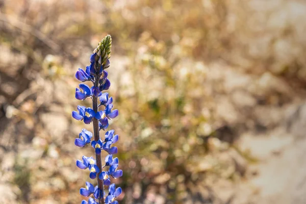 Lupine, púrpura magenta Southern California desert wildflower close up — Foto de Stock