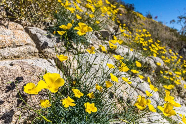 Paisaje de ladera del desierto suroeste con flores silvestres del desierto, amapolas de oro amarillo, en primavera, camping, senderismo y aventura en primavera en paisajes desérticos americanos — Foto de Stock