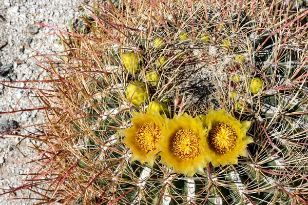 Large round cactus with vibrant yellow flowers in bloom in springtime in southern California desert, Anza Borrego — Stock Photo, Image