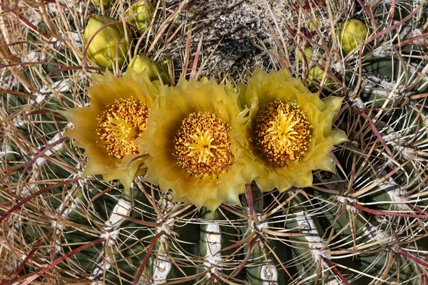 南カリフォルニアの砂漠で春に鮮やかな黄色の花を咲かせる大きな丸いサボテン、アンザボレゴ — ストック写真