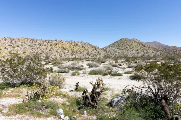 Wüstenlandschaft im Südwesten, blauer Himmel mit Wüstenpflanzen im Frühling, Zelten, Wandern und Abenteuer im Frühling in amerikanischer Wüstenlandschaft — Stockfoto