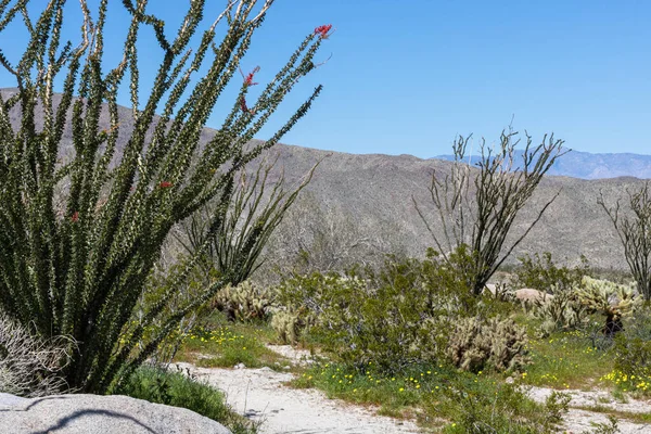 Felsige Wüstenlandschaft in Südkalifornien mit Kakteenbaum im Vordergrund — Stockfoto