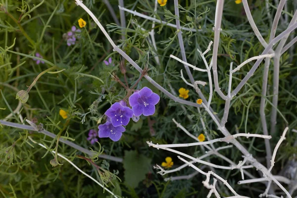 Canterbury Campanas una pequeña primavera azul desierto anual y bienal flor silvestre, cerca de la sequía tolerante planta nativa. — Foto de Stock