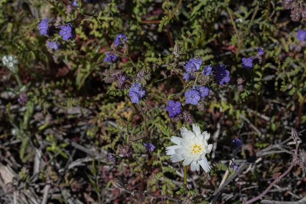 Chicorée unique du désert blanc avec Phacelia pourpre, mauvaise herbe scorpion, trouvé sur les essais de randonnée sud-ouest dans le sud de la Californie, Anza Borrrego, Joshua arbre parc d'État et Palm Springs — Photo