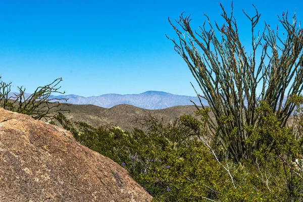 Rocky Güney Kaliforniya çöl manzarası ön planda ocotillo kaktüsü ağacı ile — Stok fotoğraf