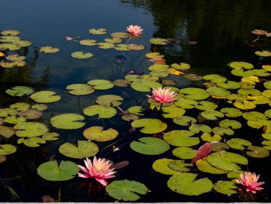 Büyülü bahçe havuzu çiçek açan pembe nilüferler ve nilüferler, huzurlu meditasyon atmosferi, rahatlama ve dinlenme..