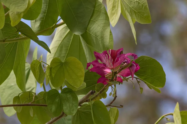 Fleur rose de Bauhinia, fleur d'orchidée pourpre rapprochée ou Bauhinia pourpre, fleur de magenta avec des feuilles de feuillage vert — Photo