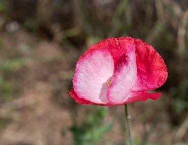 Kırmızılı, pembe, narin yapraklı gelincik çiçeği..