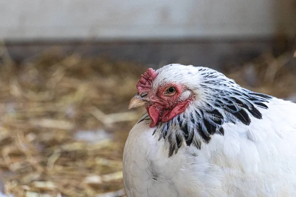 Preto e branco adulto Brahma frango fazenda galinha retrato — Fotografia de Stock