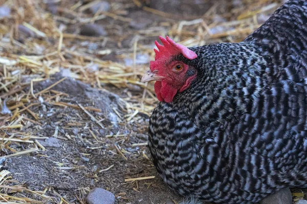 Barred Plymouth Rock Chicken, buena capa de huevo de la vida de la granja —  Fotos de Stock