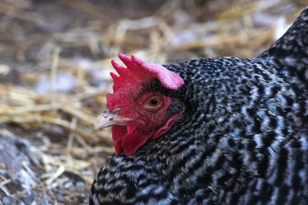 Galinha de Plymouth Rock barrada, boa camada de ovo de vida de fazenda — Fotografia de Stock