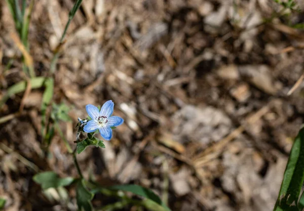 Baby Blue Eyes, Nemophila menziesii, Wildflower, Julian, San Diego County. California, Macro photograph — стокове фото