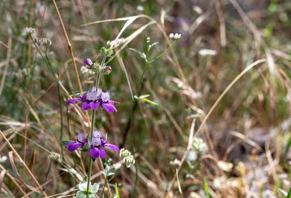 Casas chinas púrpuras Collinsia heterophylla flores silvestres, casa china flor silvestre — Foto de Stock