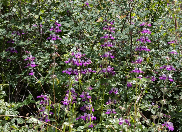 Casas chinas púrpuras Collinsia heterophylla flores silvestres, casa china flor silvestre — Foto de Stock