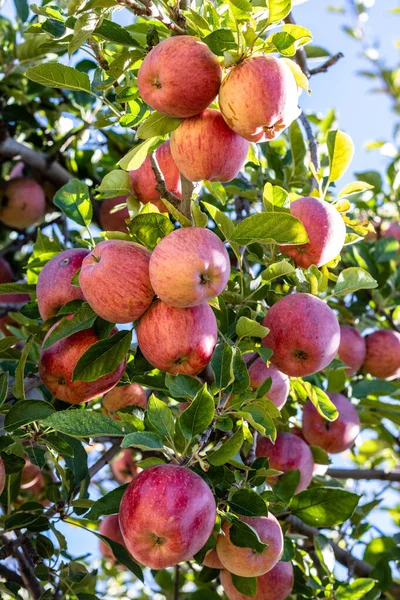 Bir dal dolusu taze organik olgunlaşmış kırmızı aile yadigarı elma dallarındaki lezzetli organik elmalar, sağlıklı vejetaryen atıştırmalıklar, diyet dostu, beslenme ve vitaminli tatlı meyve.