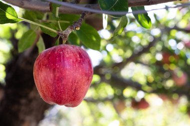 Tek taze organik olgunlaşmış kırmızı aile yadigarı elma dallarındaki lezzetli organik elmalar, sağlıklı vejetaryen atıştırmalıklar, diyet dostu, beslenme ve vitaminli tatlı meyve.