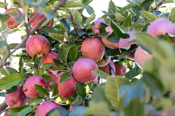 Gałąź pełna świeżych organicznych dojrzałych czerwonych pamiątek Pyszne organiczne jabłka na gałęziach jabłoni, zdrowa wegetariańska przekąska, przyjazny diecie, słodki owoc z odżywką i witaminami — Zdjęcie stockowe