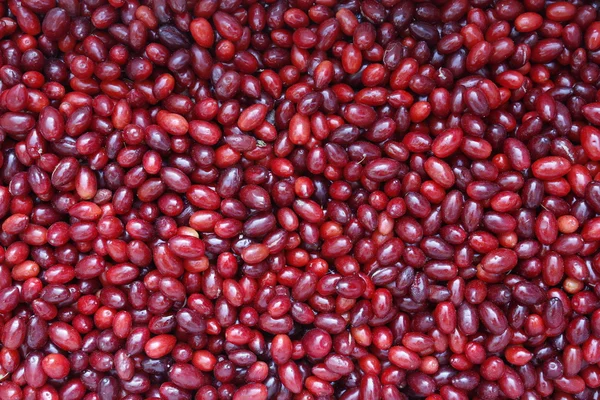 Cranberries — Stock Photo, Image