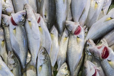 Bluefishes