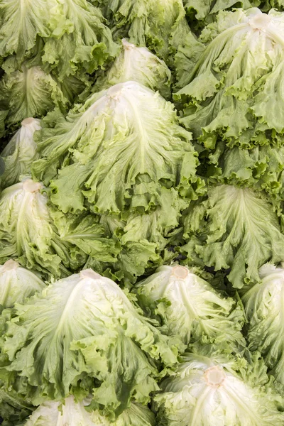 Macro view of fresh lettuces — Stock Photo, Image