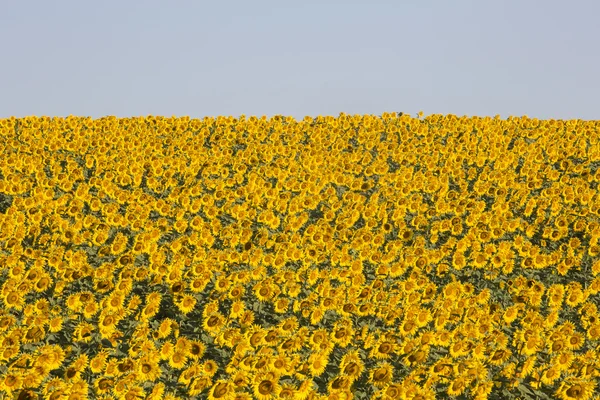 Girasoli — Foto Stock