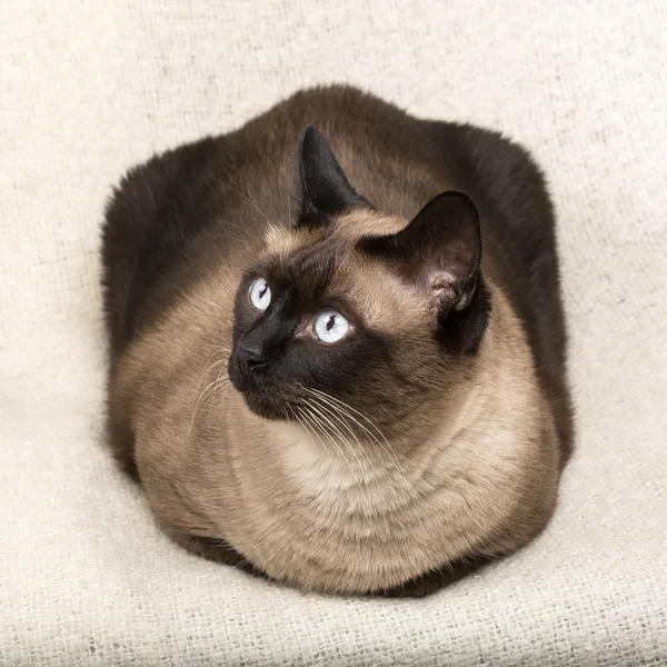 Siamese kat isolatet op een deken — Stockfoto