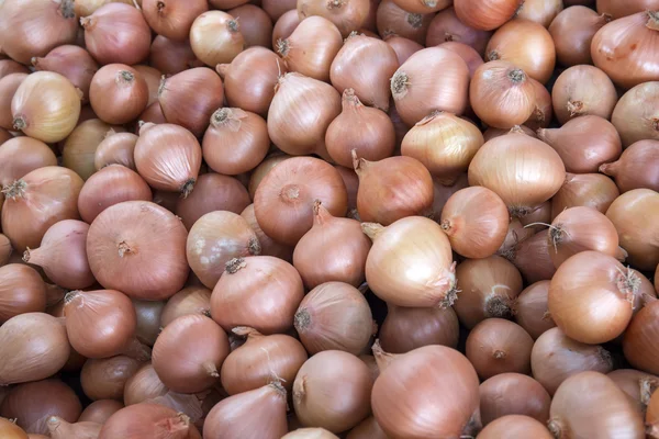 Group of onions as bacground — Stock Photo, Image