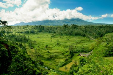 pirinç Teras Bali, Endonezya