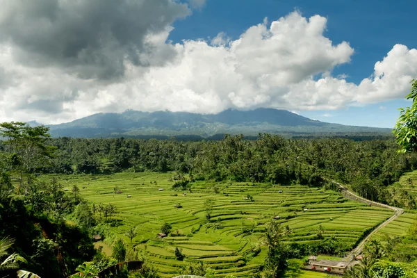 Рисовая терраса в Бали, Индонезия — стоковое фото