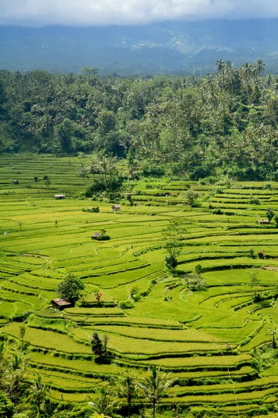Rice terrace in Bali, Indonesia — Stock Photo, Image