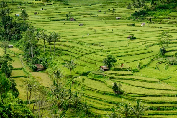 Rice terrace in Bali, Indonesia — Stock Photo, Image