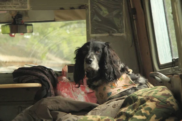 Spaniel köpeği arabada yatıyor..