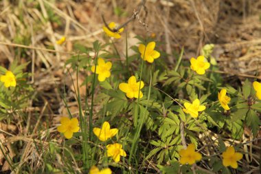Güzel rengarenk bahar çiçekleri.