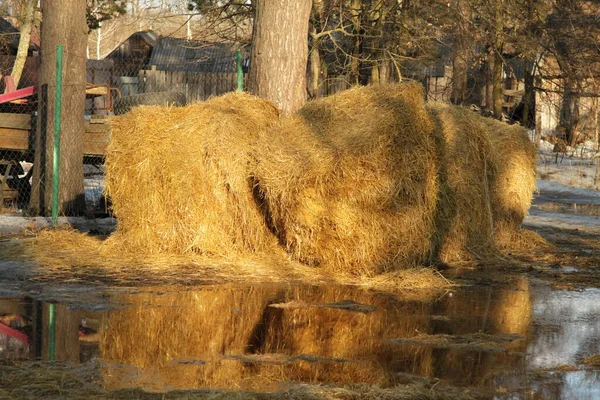 En hö i vattnet. — Stockfoto