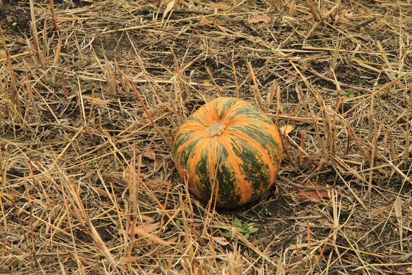 tarlada portakal kabağı.