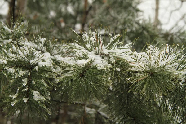 Branches de pin couvertes de neige . — Photo