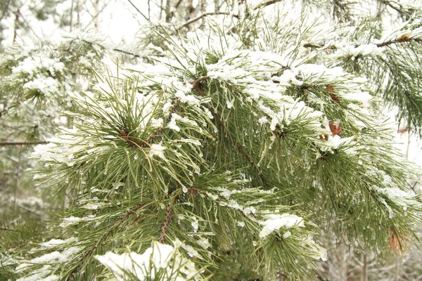 Tallkvistar täckta med snö. — Stockfoto